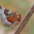 Rausvasis mėnuliasprindis - Selenia tetralunaria | Fotografijos autorius : Arūnas Eismantas | © Macrogamta.lt | Šis tinklapis priklauso bendruomenei kuri domisi makro fotografija ir fotografuoja gyvąjį makro pasaulį.