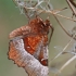 Rausvasis mėnuliasprindis - Selenia tetralunaria | Fotografijos autorius : Gintautas Steiblys | © Macrogamta.lt | Šis tinklapis priklauso bendruomenei kuri domisi makro fotografija ir fotografuoja gyvąjį makro pasaulį.