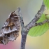 Pilkšvasis mėnuliasprindis - Selenia dentaria | Fotografijos autorius : Arūnas Eismantas | © Macrogamta.lt | Šis tinklapis priklauso bendruomenei kuri domisi makro fotografija ir fotografuoja gyvąjį makro pasaulį.