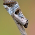 Rausvasis pelėdgalviukas - Elaphria venustula | Fotografijos autorius : Arūnas Eismantas | © Macrogamta.lt | Šis tinklapis priklauso bendruomenei kuri domisi makro fotografija ir fotografuoja gyvąjį makro pasaulį.