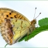 Rausvasis perlinukas - Argynnis laodice | Fotografijos autorius : Vaida Paznekaitė | © Macrogamta.lt | Šis tinklapis priklauso bendruomenei kuri domisi makro fotografija ir fotografuoja gyvąjį makro pasaulį.