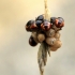 Rausvasparnė skydblakė - Carpocoris purpureipennis | Fotografijos autorius : Ramunė Vakarė | © Macrogamta.lt | Šis tinklapis priklauso bendruomenei kuri domisi makro fotografija ir fotografuoja gyvąjį makro pasaulį.