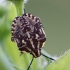 Rausvasparnė skydblakė - Carpocoris purpureipennis | Fotografijos autorius : Agnė Našlėnienė | © Macrogamta.lt | Šis tinklapis priklauso bendruomenei kuri domisi makro fotografija ir fotografuoja gyvąjį makro pasaulį.