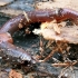Red Earthworm - Lumbricus rubellus  | Fotografijos autorius : Gintautas Steiblys | © Macronature.eu | Macro photography web site