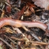 Red Earthworm - Lumbricus rubellus | Fotografijos autorius : Vytautas Tamutis | © Macronature.eu | Macro photography web site