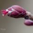 Paprastojo lazdyno raudonlapė forma | Fotografijos autorius : Darius Baužys | © Macronature.eu | Macro photography web site