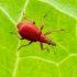 Red Rumex Weevil | Apion frumentarium | Fotografijos autorius : Darius Baužys | © Macronature.eu | Macro photography web site