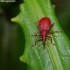 Red Rumex Weevil - Apion frumentarium  | Fotografijos autorius : Žydrūnas Daunoravičius | © Macronature.eu | Macro photography web site