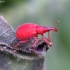 Red Rumex Weevil - Apion frumentarium | Fotografijos autorius : Romas Ferenca | © Macronature.eu | Macro photography web site