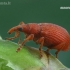 Red Rumex Weevil - Apion frumentarium | Fotografijos autorius : Gintautas Steiblys | © Macronature.eu | Macro photography web site