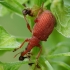 Red Rumex Weevil - Apion frumentarium | Fotografijos autorius : Vidas Brazauskas | © Macronature.eu | Macro photography web site