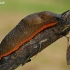 Red Slug - Arion rufus | Fotografijos autorius : Gintautas Steiblys | © Macronature.eu | Macro photography web site