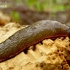 Red Slug - Arion rufus | Fotografijos autorius : Romas Ferenca | © Macronature.eu | Macro photography web site