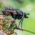 Dygliamusė - Eriothrix rufomaculata  | Fotografijos autorius : Oskaras Venckus | © Macronature.eu | Macro photography web site