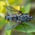 Dygliamusė - Eriothrix rufomaculata | Fotografijos autorius : Žilvinas Pūtys | © Macronature.eu | Macro photography web site