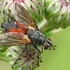 Red Spotted Parasite Fly - Eriothrix rufomaculatus  | Fotografijos autorius : Gintautas Steiblys | © Macronature.eu | Macro photography web site