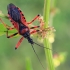 Raudonoji plėšriablakė - Rhynocoris iracundus | Fotografijos autorius : Gintautas Steiblys | © Macronature.eu | Macro photography web site