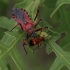 Raudonoji plėšriablakė - Rhynocoris iracundus | Fotografijos autorius : Gintautas Steiblys | © Macronature.eu | Macro photography web site