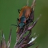 Red malachite beetle - Anthocomus rufus  | Fotografijos autorius : Gintautas Steiblys | © Macronature.eu | Macro photography web site