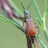 Red malachite beetle - Anthocomus rufus | Fotografijos autorius : Vidas Brazauskas | © Macronature.eu | Macro photography web site