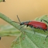 Red malachite beetle - Anthocomus rufus | Fotografijos autorius : Gintautas Steiblys | © Macronature.eu | Macro photography web site