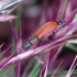 Red malachite beetle - Anthocomus rufus | Fotografijos autorius : Romas Ferenca | © Macronature.eu | Macro photography web site