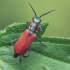 Red malachite beetle - Anthocomus rufus | Fotografijos autorius : Gintautas Steiblys | © Macronature.eu | Macro photography web site