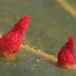 Red nail gall mite - Eriophyes tiliae, gall | Fotografijos autorius : Gintautas Steiblys | © Macronature.eu | Macro photography web site