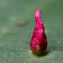 Red nail gall mite - Eriophyes tiliae, gall | Fotografijos autorius : Oskaras Venckus | © Macronature.eu | Macro photography web site