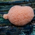 Red raspberry slime mould | Tubifera ferruginosa | Fotografijos autorius : Darius Baužys | © Macrogamta.lt | Šis tinklapis priklauso bendruomenei kuri domisi makro fotografija ir fotografuoja gyvąjį makro pasaulį.