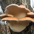 Raudonkraštė pintainė - Fomitopsis pinicola | Fotografijos autorius : Aleksandras Stabrauskas | © Macronature.eu | Macro photography web site