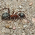 Red-barbed ant - Formica rufibarbis, worker | Fotografijos autorius : Gintautas Steiblys | © Macronature.eu | Macro photography web site