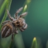 Red-bellied Jumping Spider - Philaeus chrysops | Fotografijos autorius : Gintautas Steiblys | © Macronature.eu | Macro photography web site