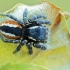 Red-bellied Jumping spider - Philaeus chrysops | Fotografijos autorius : Gintautas Steiblys | © Macrogamta.lt | Šis tinklapis priklauso bendruomenei kuri domisi makro fotografija ir fotografuoja gyvąjį makro pasaulį.