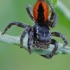 Red-bellied jumping spider - Philaeus chrysops ♂ | Fotografijos autorius : Gintautas Steiblys | © Macrogamta.lt | Šis tinklapis priklauso bendruomenei kuri domisi makro fotografija ir fotografuoja gyvąjį makro pasaulį.