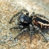 Red-bellied jumping spider - Philaeus chrysops | Fotografijos autorius : Gintautas Steiblys | © Macronature.eu | Macro photography web site