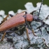 Red-brown Longhorn Beetle - Stictoleptura rubra ♀ | Fotografijos autorius : Kazimieras Martinaitis | © Macronature.eu | Macro photography web site