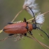 Red-brown Longhorn Beetle - Stictoleptura rubra ♀ | Fotografijos autorius : Žilvinas Pūtys | © Macronature.eu | Macro photography web site