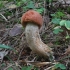 Red-capped Scaber Stalk - Leccinum aurantiacum | Fotografijos autorius : Vytautas Gluoksnis | © Macronature.eu | Macro photography web site