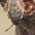Red-legged shieldbug - Pentatoma rufipes, nymph | Fotografijos autorius : Gintautas Steiblys | © Macronature.eu | Macro photography web site