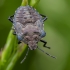 Red-legged shieldbug - Pentatoma rufipes, nymph | Fotografijos autorius : Darius Baužys | © Macronature.eu | Macro photography web site