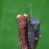 Red-legged shieldbug - Pentatoma rufipes | Fotografijos autorius : Darius Baužys | © Macronature.eu | Macro photography web site