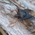Red-legged shieldbug - Pentatoma rufipes | Fotografijos autorius : Dalia Račkauskaitė | © Macronature.eu | Macro photography web site