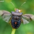 Red-legged shieldbug - Pentatoma rufipes | Fotografijos autorius : Oskaras Venckus | © Macronature.eu | Macro photography web site