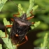 Red-legged shieldbug - Pentatoma rufipes | Fotografijos autorius : Rasa Gražulevičiūtė | © Macronature.eu | Macro photography web site