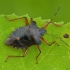 Red-legged shieldbug - Pentatoma rufipes | Fotografijos autorius : Žilvinas Pūtys | © Macronature.eu | Macro photography web site