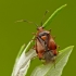 Red-spotted plant bug – Deraeocoris ruber | Fotografijos autorius : Darius Baužys | © Macrogamta.lt | Šis tinklapis priklauso bendruomenei kuri domisi makro fotografija ir fotografuoja gyvąjį makro pasaulį.