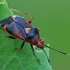 Red-spotted plant bug - Deraeocoris ruber  | Fotografijos autorius : Gintautas Steiblys | © Macronature.eu | Macro photography web site