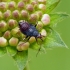 Red-spotted plant bug - Deraeocoris ruber, nymph | Fotografijos autorius : Darius Baužys | © Macronature.eu | Macro photography web site
