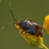 Red-spotted plant bug - Deraeocoris ruber | Fotografijos autorius : Žilvinas Pūtys | © Macronature.eu | Macro photography web site